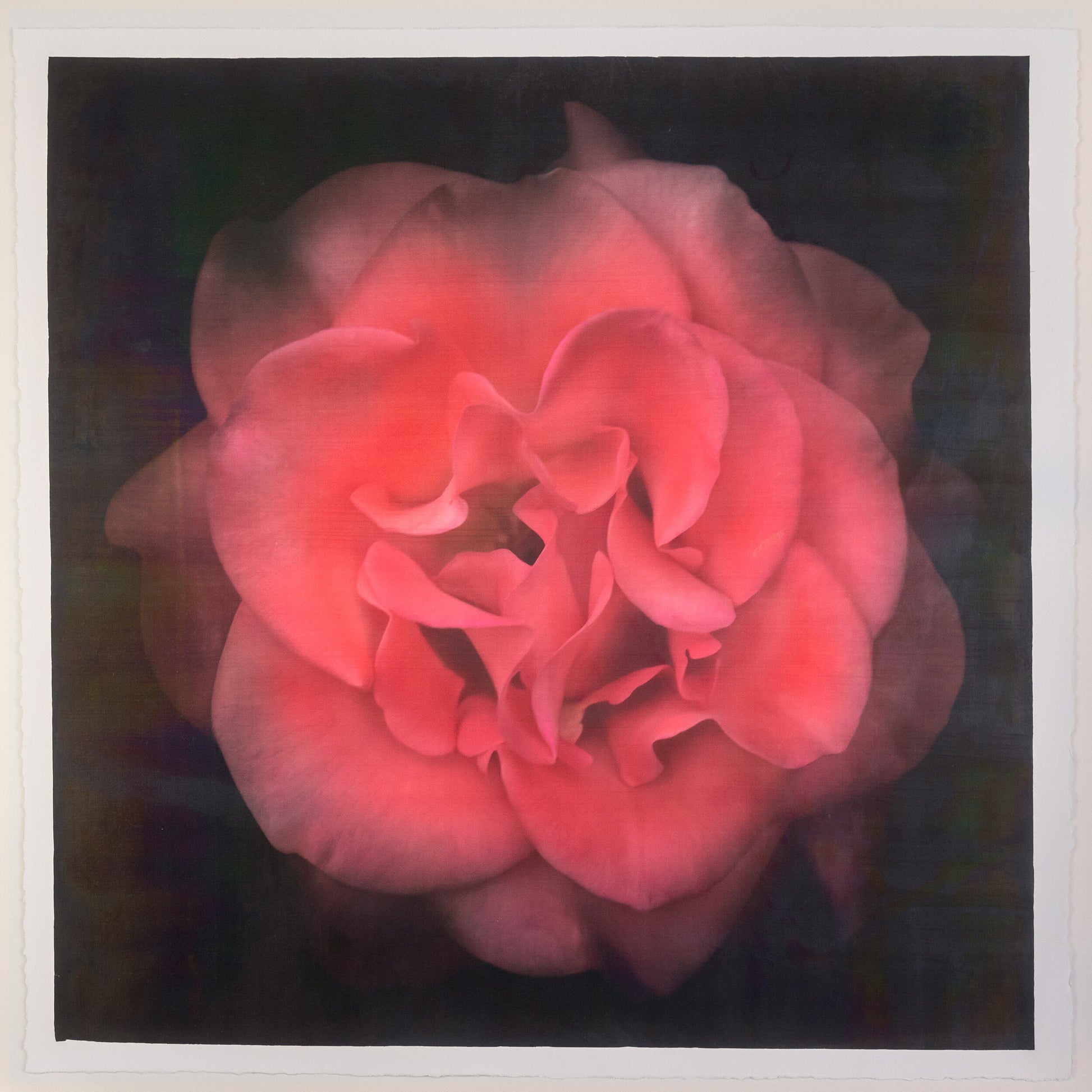 Fine Art Flower Print of Red Rose 2 with golden highlights round and spherical in a rosette style Centered in Square mode on black background - jamie buzil photography
