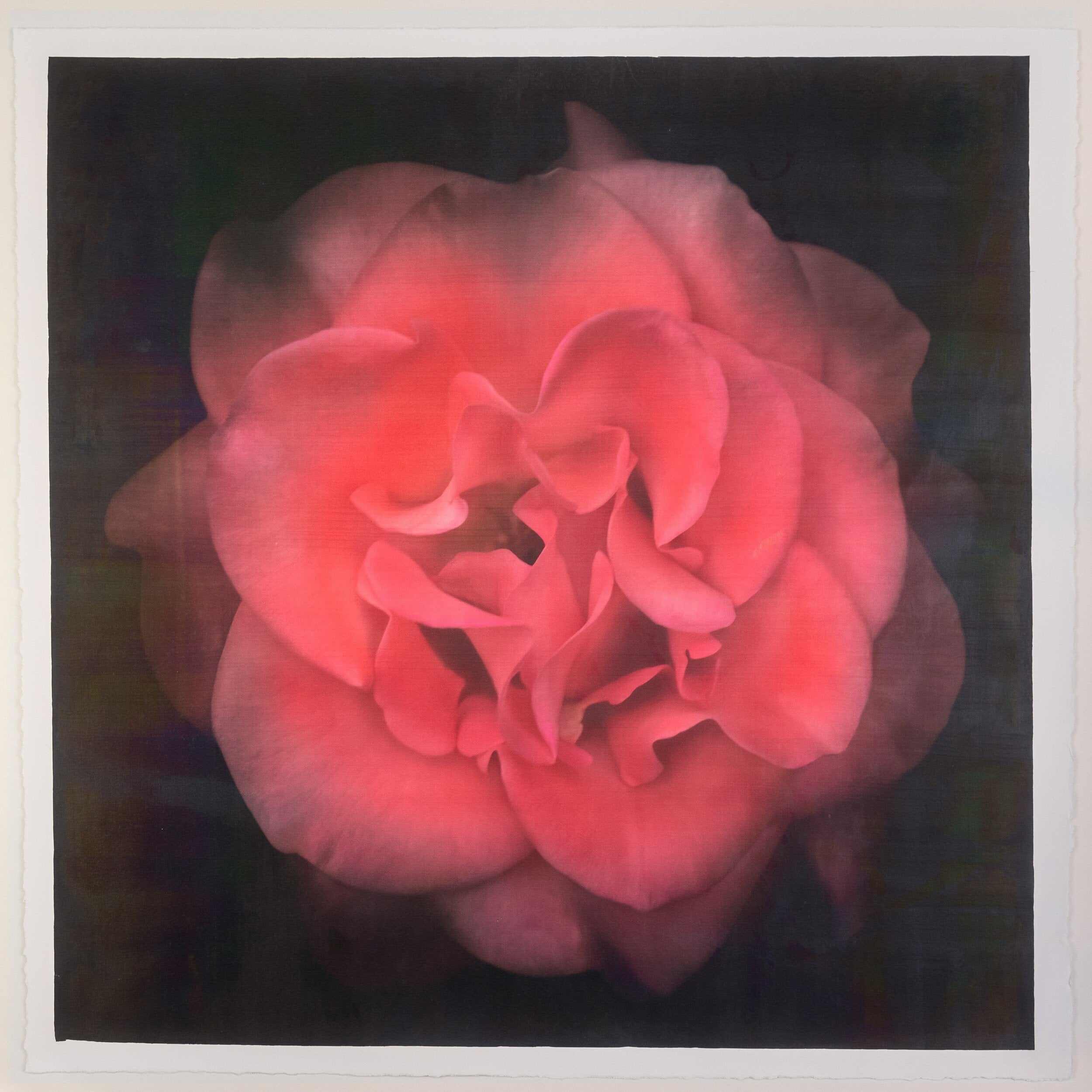 Fine Art Flower Print of Red Rose 2 with golden highlights round and spherical in a rosette style Centered in Square mode on black background - jamie buzil photography
