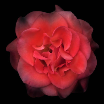 Fine art red rose- museum quality giclee print - jamie buzil photography