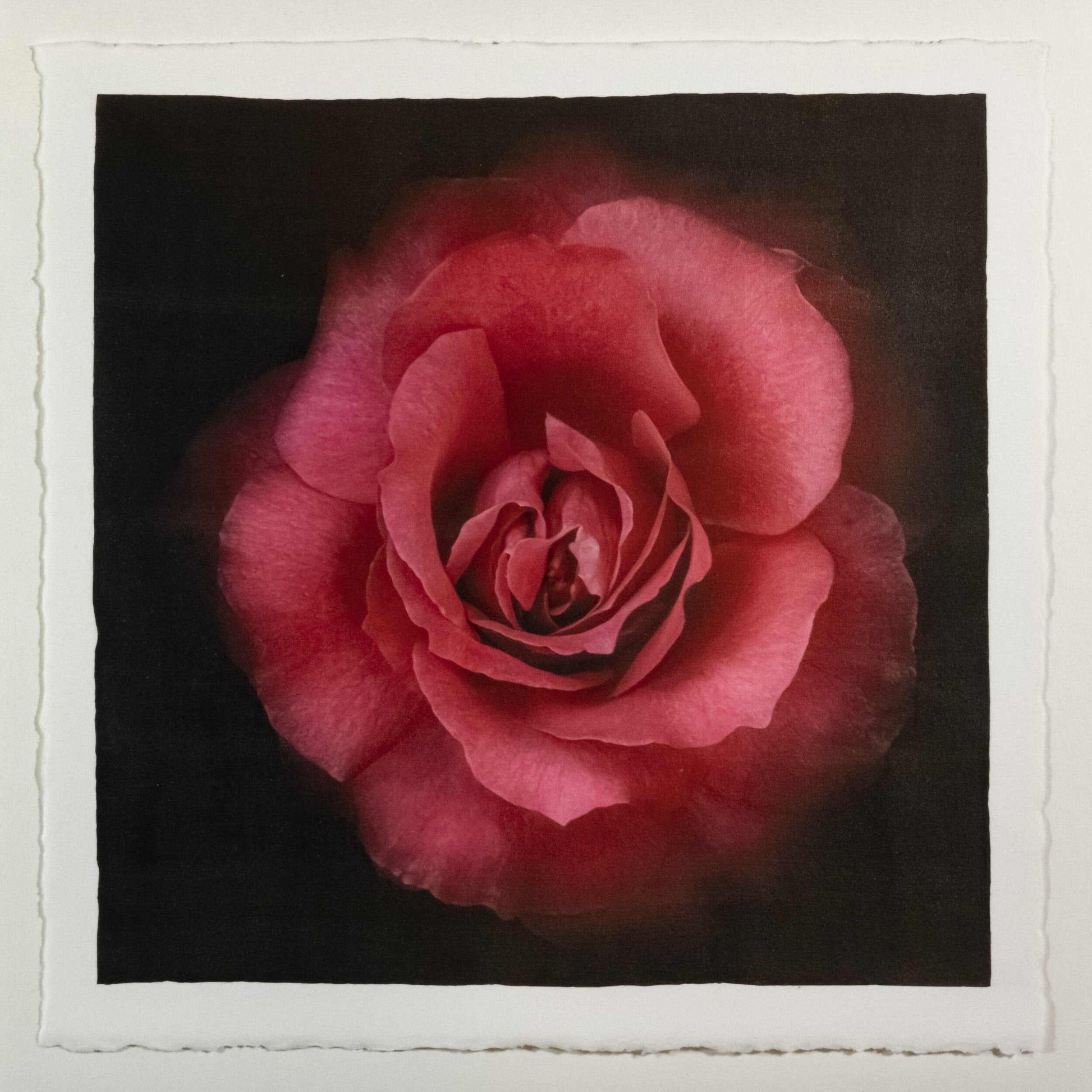Fine Art Red Rose emulsion print with gold and pearl iridescence on cotton paper - jamie buzil photography