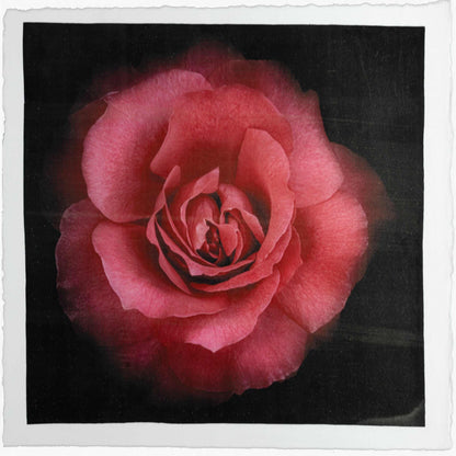 Fine Art Red Rose emulsion print with gold and pearl iridescence on cotton paper - jamie buzil photography