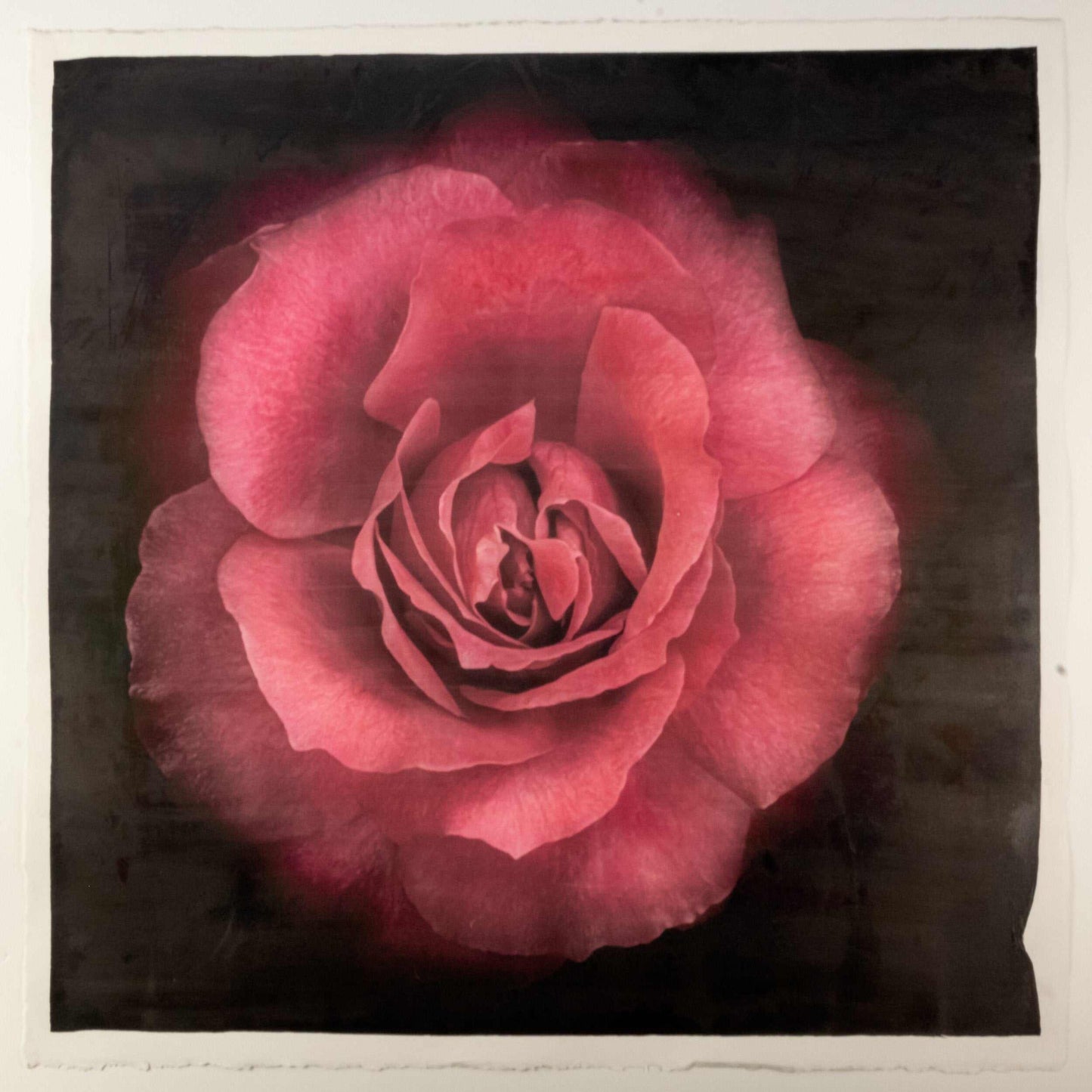 Fine Art Red Rose emulsion print with gold and pearl iridescence on cotton paper - jamie buzil photography