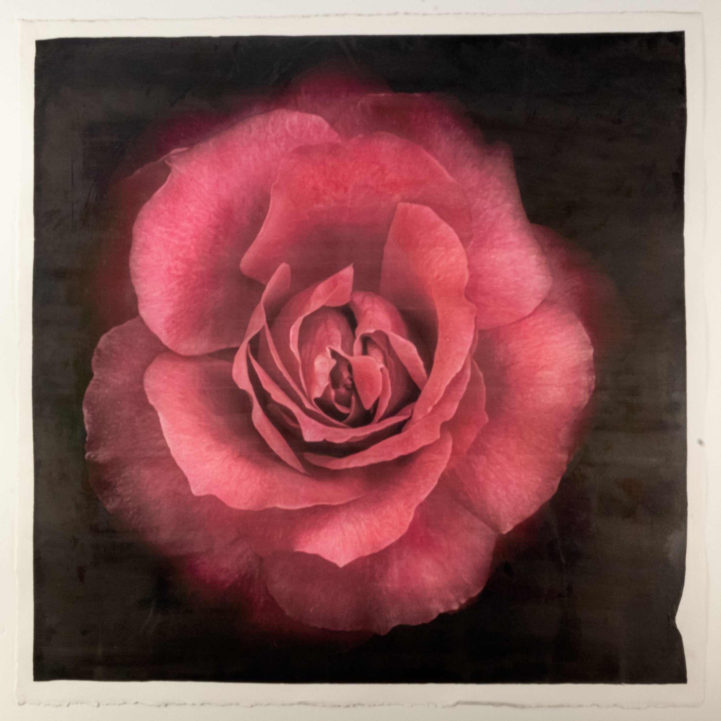Fine Art Red Rose emulsion print with gold and pearl iridescence on cotton paper - jamie buzil photography