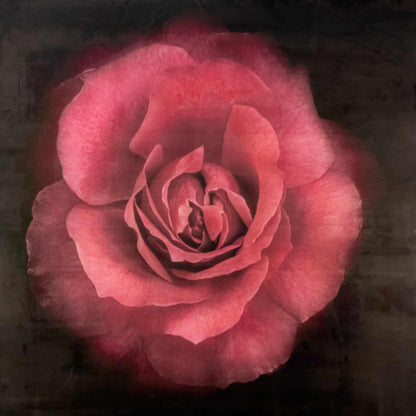 Fine Art Red Rose emulsion print with gold and pearl iridescence on cotton paper - jamie buzil photography