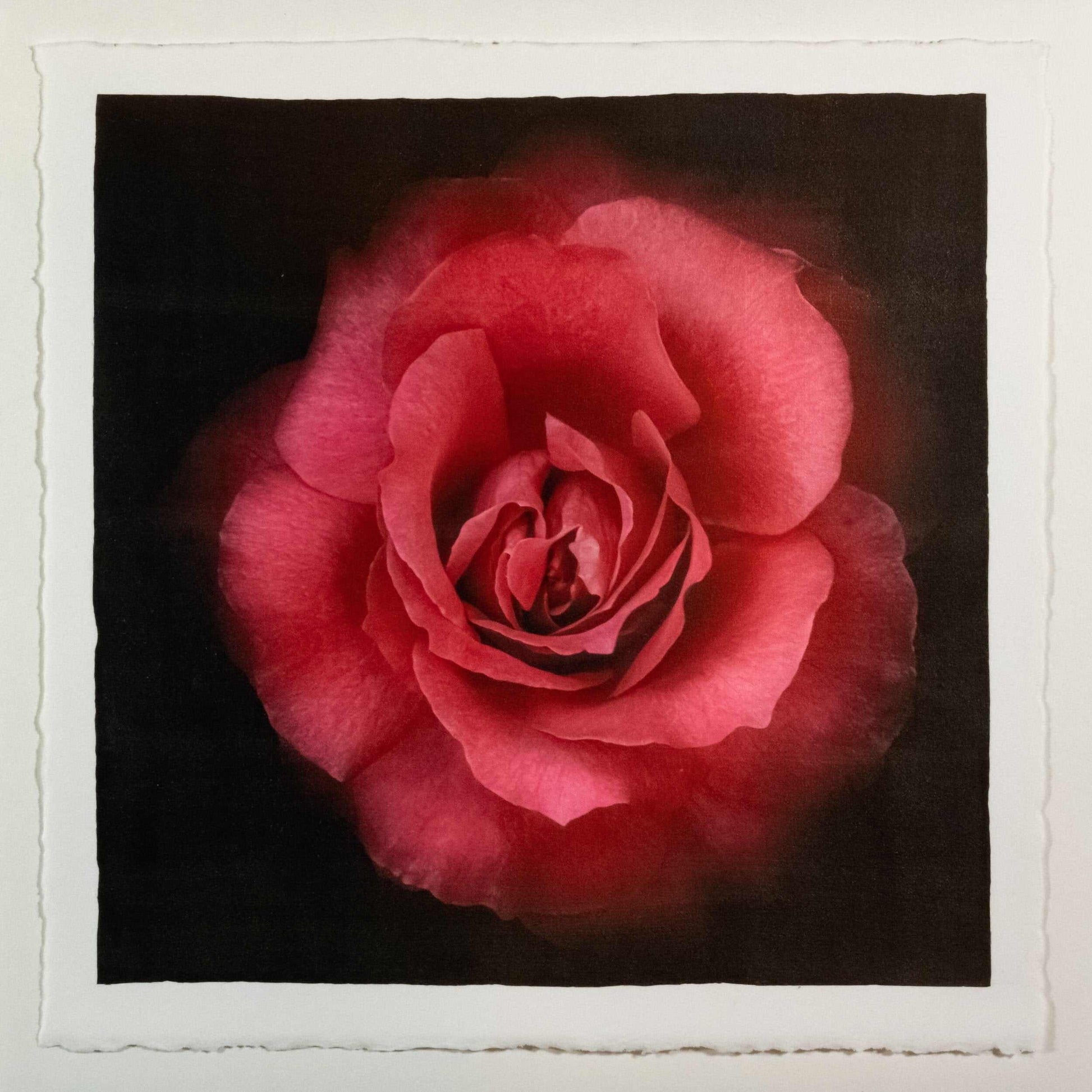 Fine Art Red Rose emulsion print with gold and pearl iridescence on cotton paper - jamie buzil photography