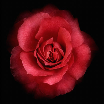 Fine art red rose- museum quality giclee print - jamie buzil photography