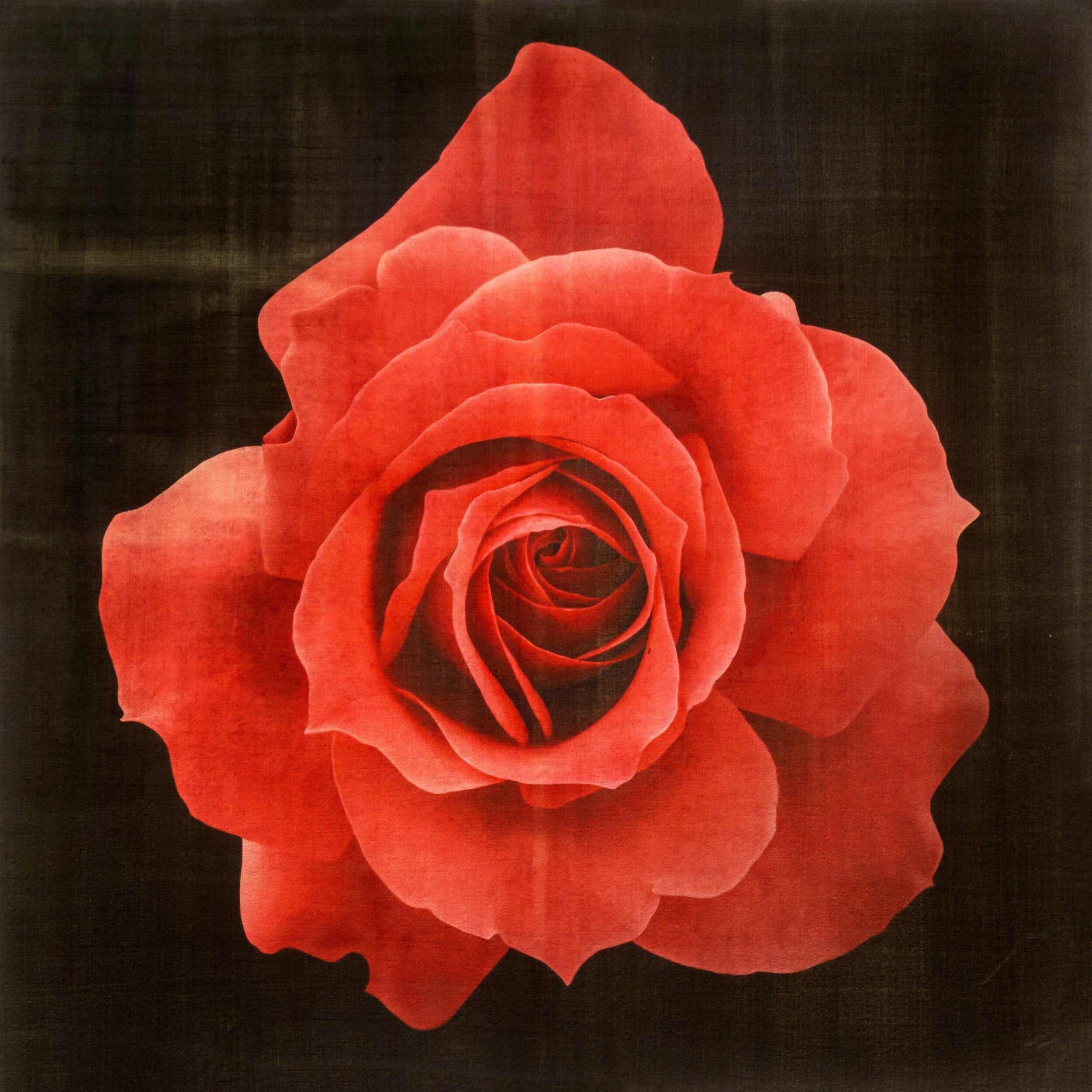Fine Art Red Rose emulsion print with gold and pearl iridescence on cotton paper showcasing vibrant crimson floral art - jamie buzil photography