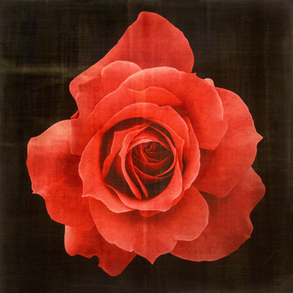 Fine Art Red Rose emulsion print with gold and pearl iridescence on cotton paper showcasing vibrant crimson floral art - jamie buzil photography