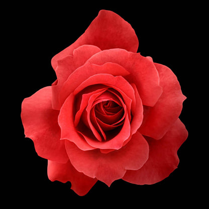 Fine art red rose- museum quality giclee print - jamie buzil photography