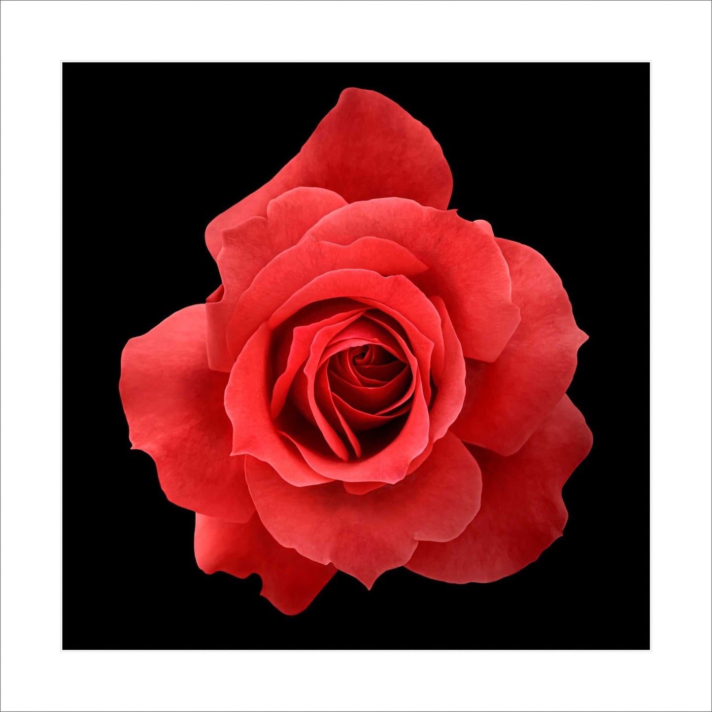 Fine art red rose- museum quality giclee print - jamie buzil photography