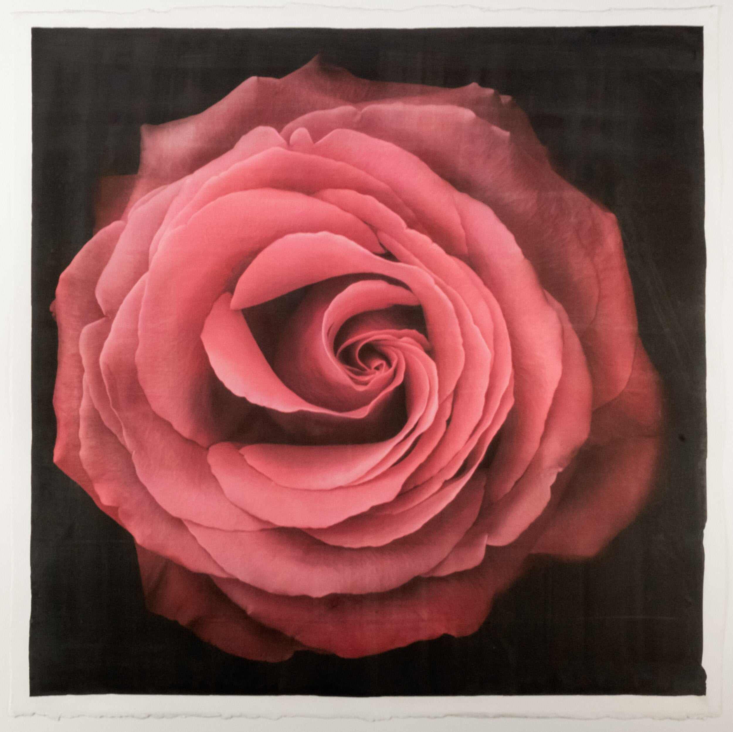 Fine Art Print of Red Rose for sale handcrafted from a photograph of a symmetrical red full flower with a swirl center Centered in Square mode, black background, square on cotton paper deckle edge - jamie buzil photography