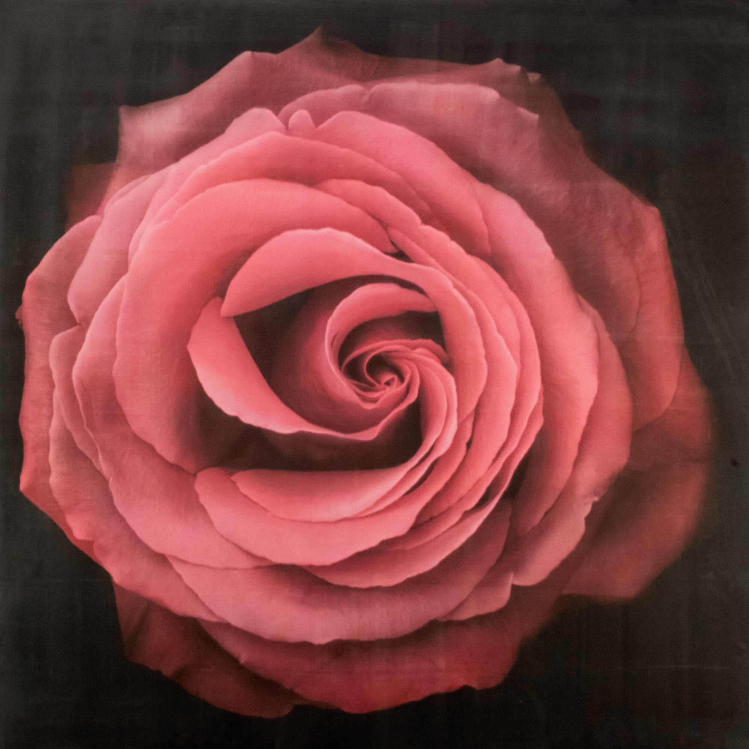Fine Art Print of Red Rose for sale handcrafted from a photograph of a symmetrical red full flower with a swirl center Centered in Square mode, black background, square on cotton paper deckle edge - jamie buzil photography