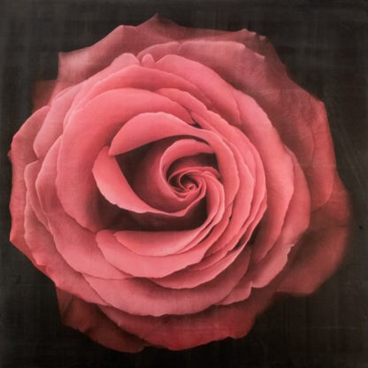 Fine Art Print of Red Rose for sale handcrafted from a photograph of a symmetrical red full flower with a swirl center Centered in Square mode, black background, square on cotton paper deckle edge - jamie buzil photography