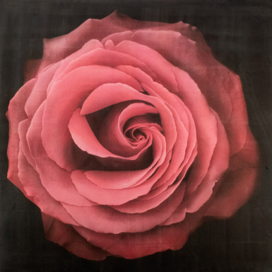 Fine Art Print of Red Rose for sale handcrafted from a photograph of a symmetrical red full flower with a swirl center Centered in Square mode, black background, square on cotton paper deckle edge - jamie buzil photography
