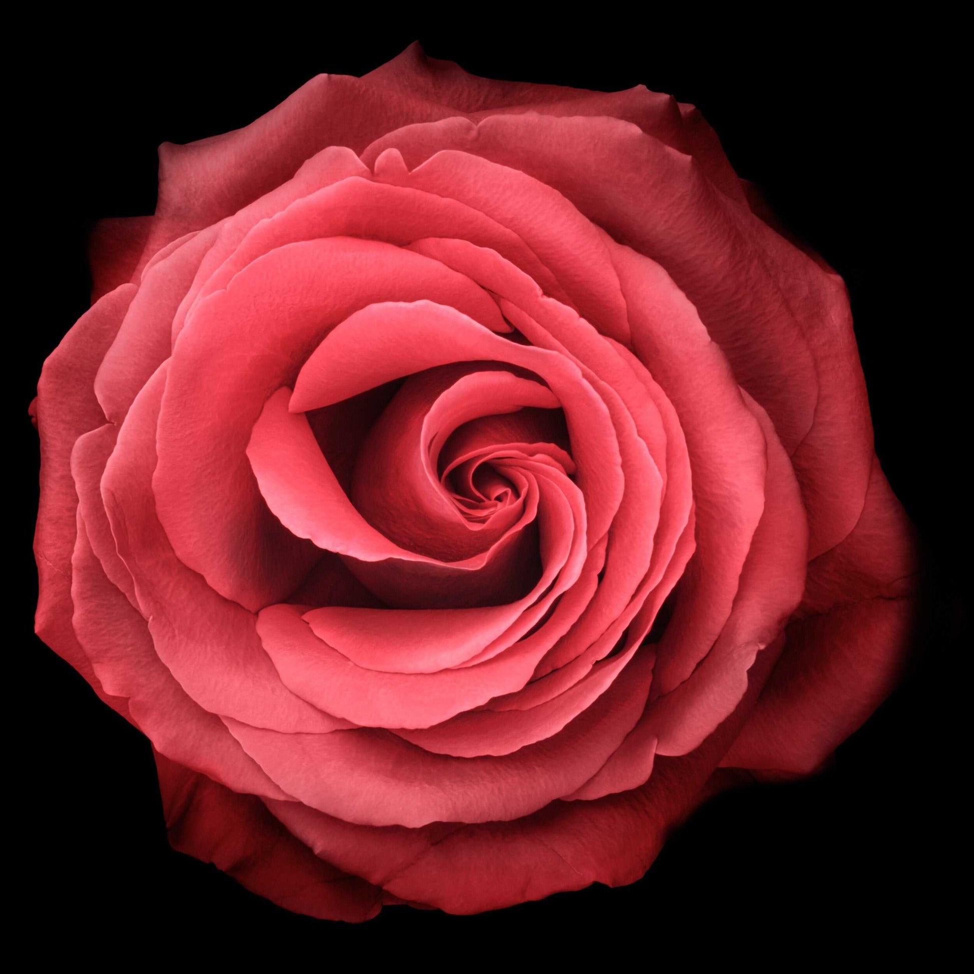 Fine art red rose- museum quality giclee print - jamie buzil photography
