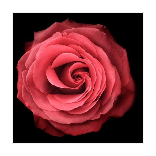 Fine art red rose - museum quality giclee print - jamie buzil photography