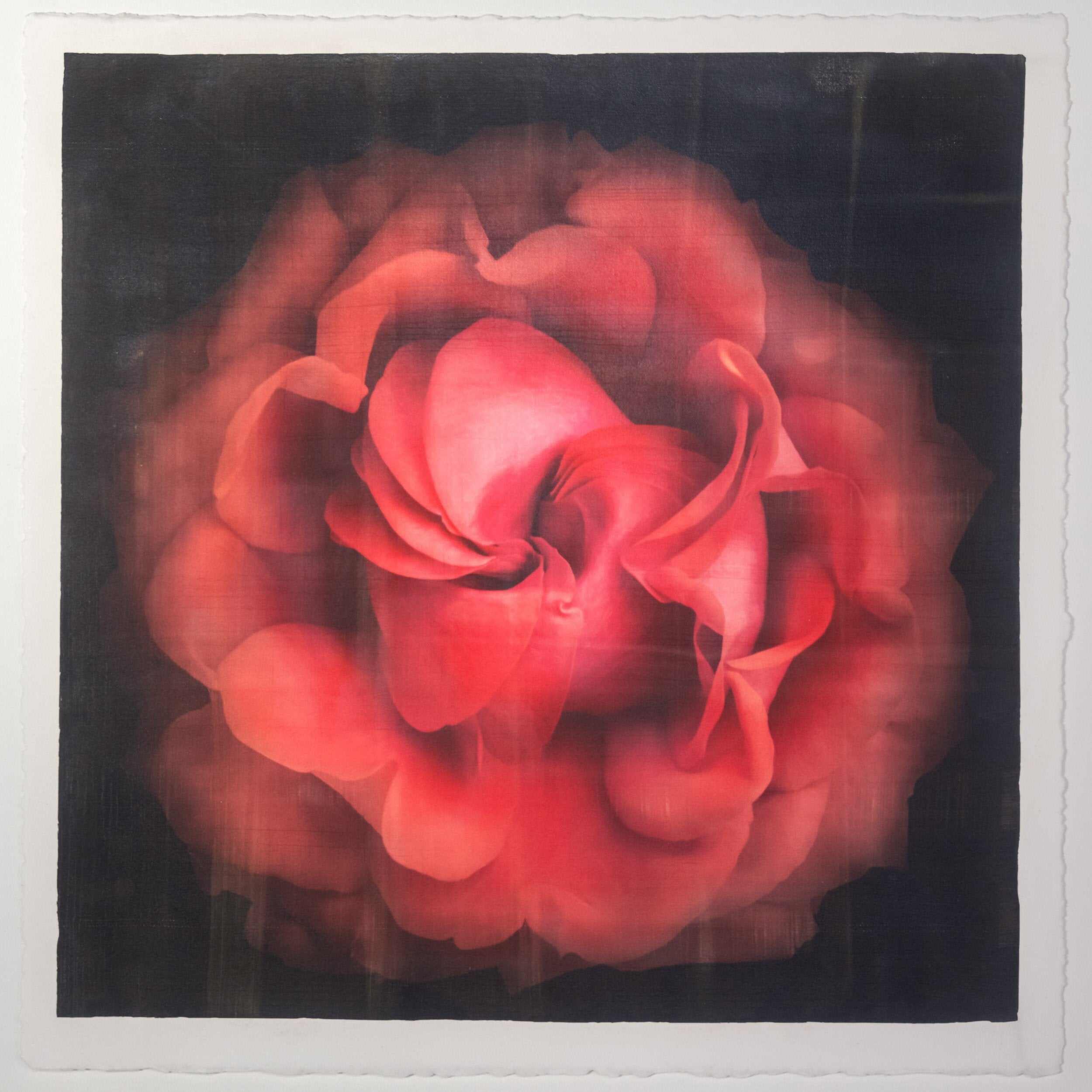 Fine Art Flower Emulsion Print of Red Rose spherical outer scalloped petals closed center centered in square mode on black background - jamie buzil photography