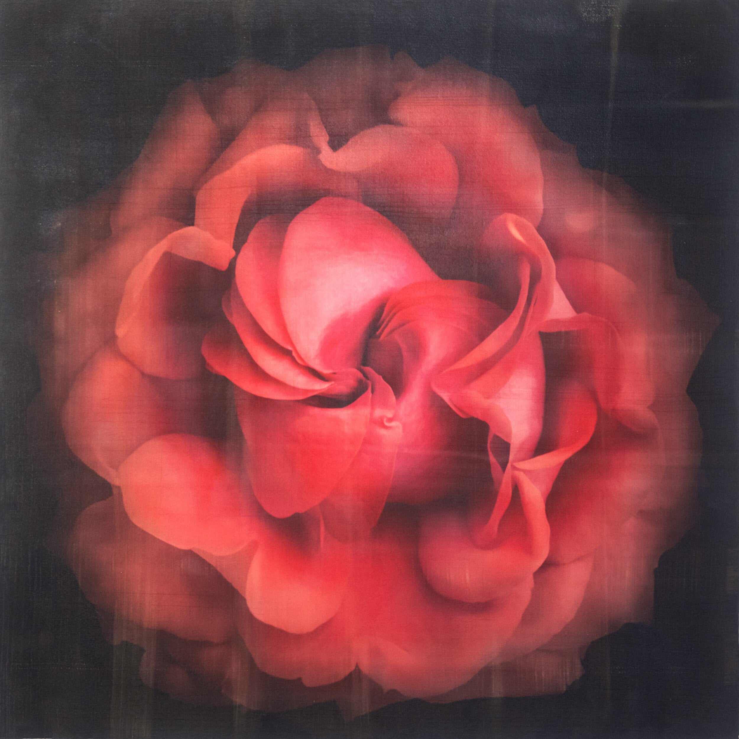 Fine Art Flower Emulsion Print of Red Rose spherical outer scalloped petals closed center centered in square mode on black background - jamie buzil photography