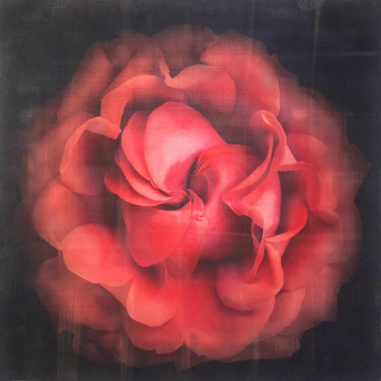 Fine Art Flower Emulsion Print of Red Rose spherical outer scalloped petals closed center centered in square mode on black background - jamie buzil photography