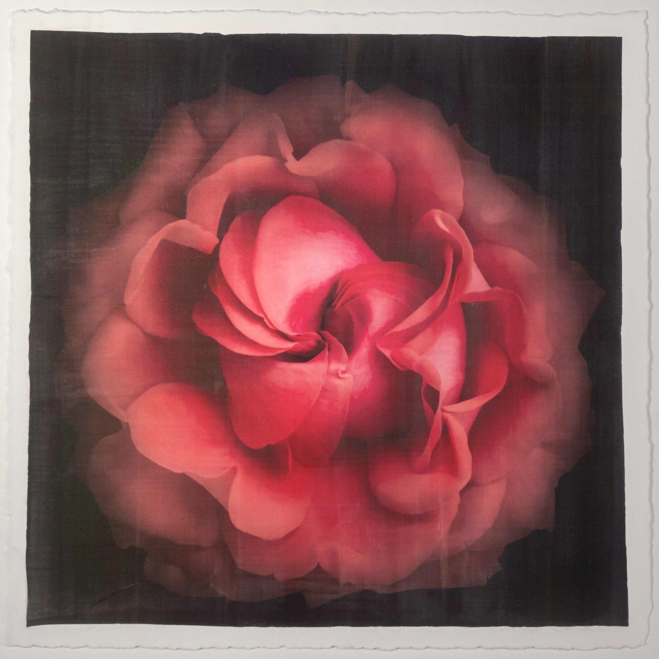 Fine Art Flower Emulsion Print of Red Rose spherical outer scalloped petals closed center centered in square mode on black background - jamie buzil photography