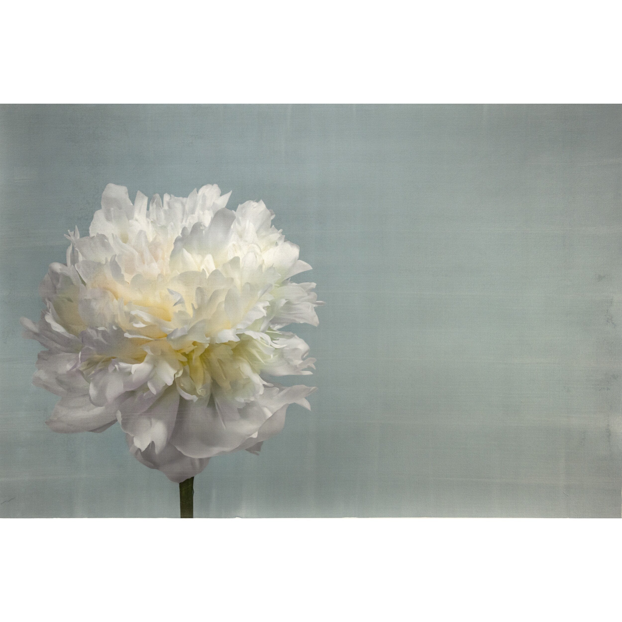 Fine art white peony flower emulsion photographic print  on blue background - original art by jamie buzil photography