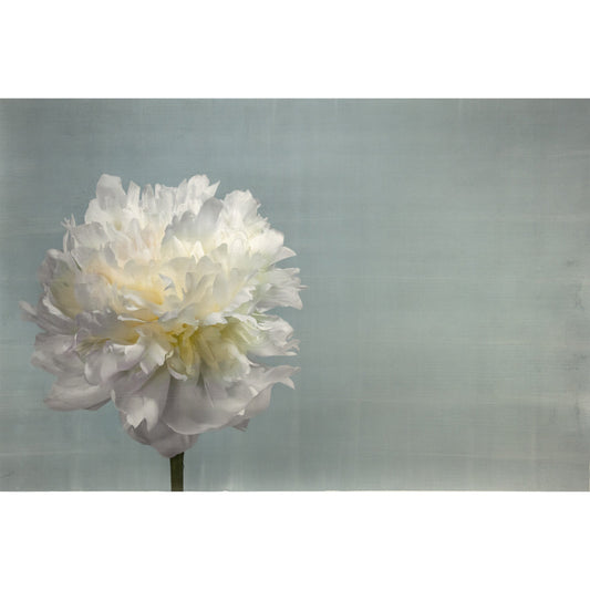 Fine art white peony flower emulsion photographic print  on blue background - original art by jamie buzil photography
