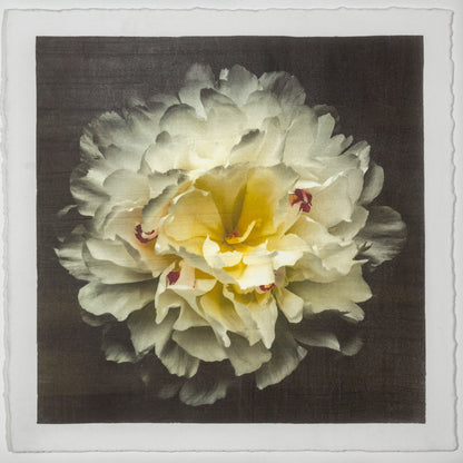 Fine Art White Peony Emulsion print with gold iridescence on cotton paper - jamie buzil photography