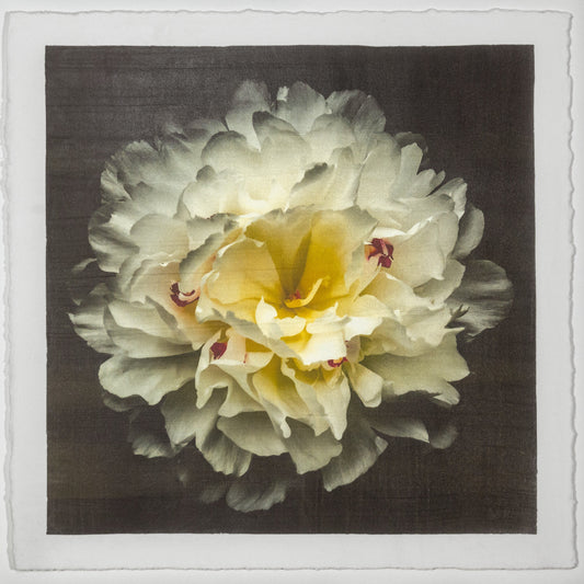 Fine Art White Peony Emulsion print with gold iridescence on cotton paper - jamie buzil photography