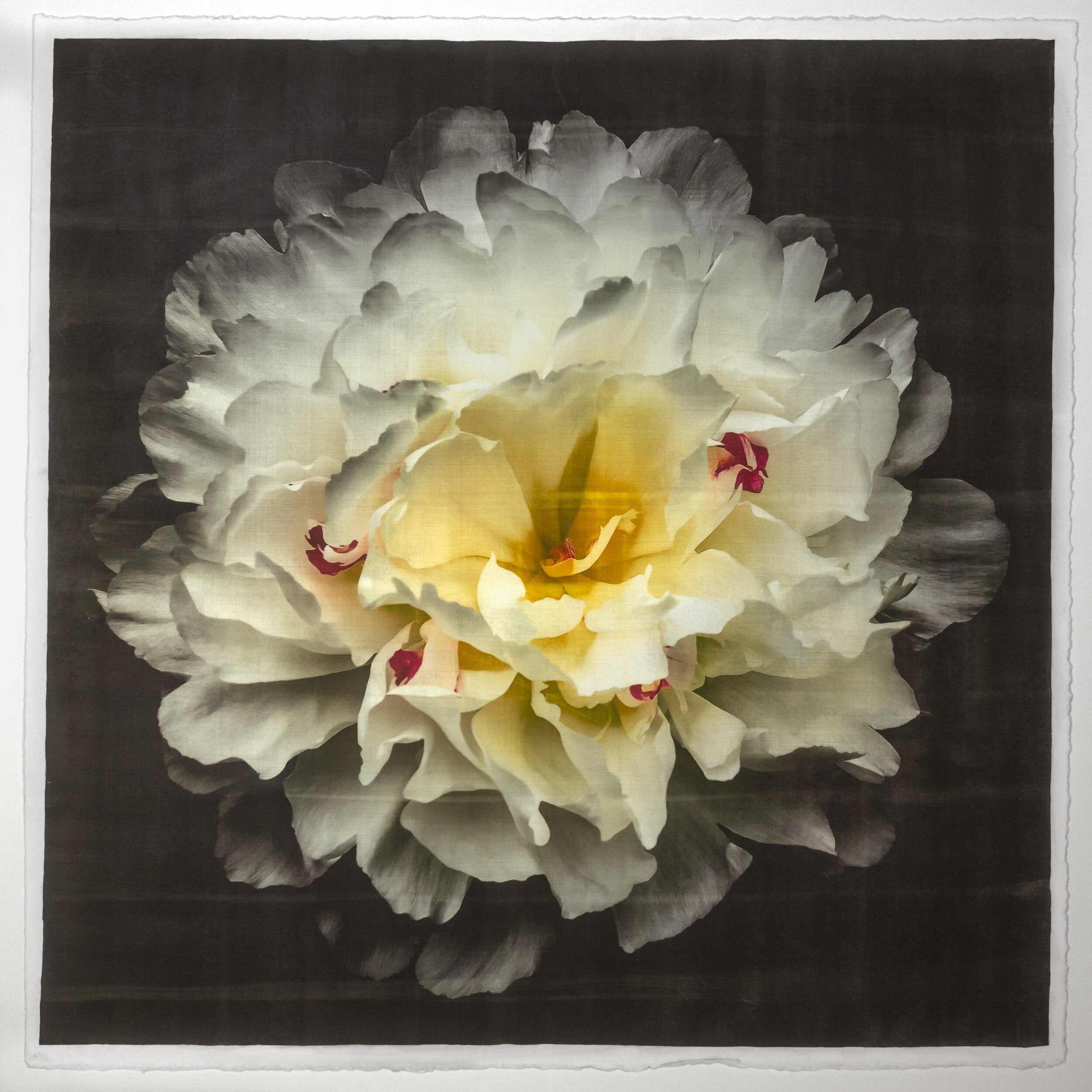 Fine Art White Peony Emulsion print with gold iridescence on cotton paper - jamie buzil photography