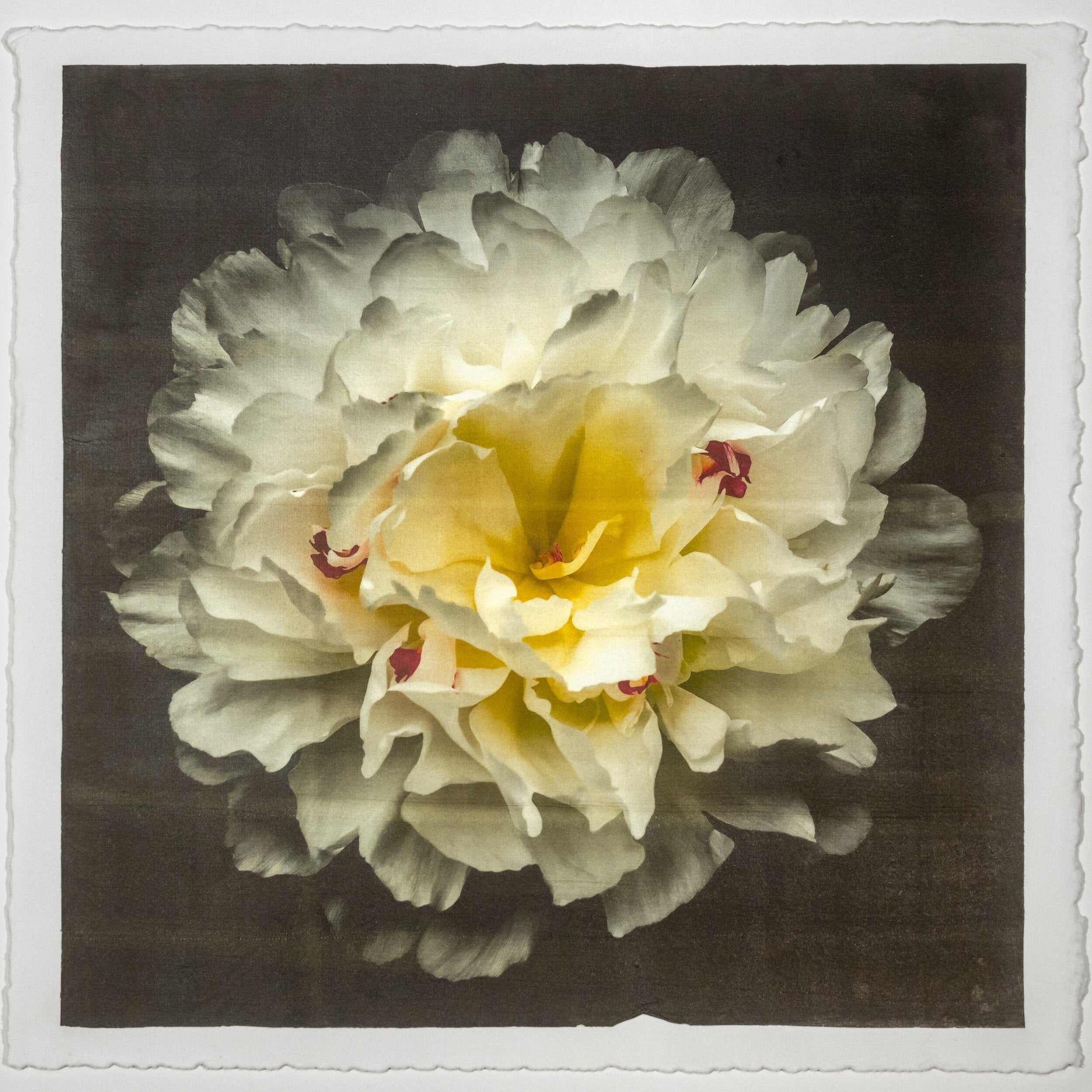 Fine Art White Peony Emulsion print with gold iridescence on cotton paper - jamie buzil photography