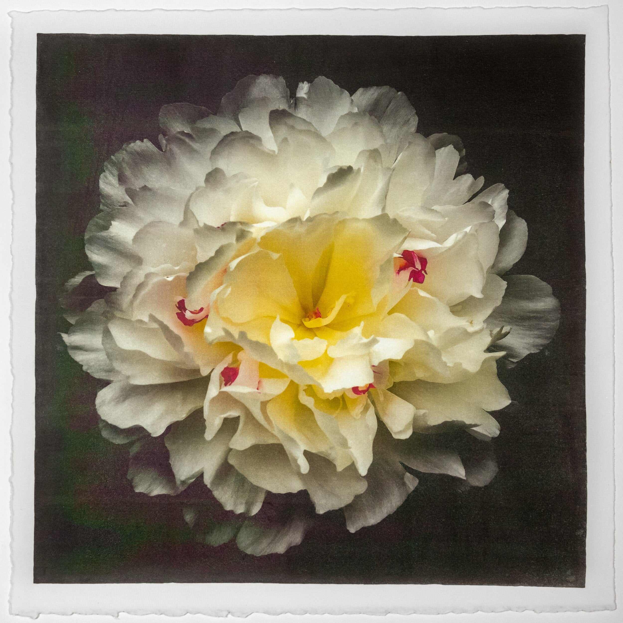 Fine Art White Peony Emulsion print with gold iridescence on cotton paper - jamie buzil photography