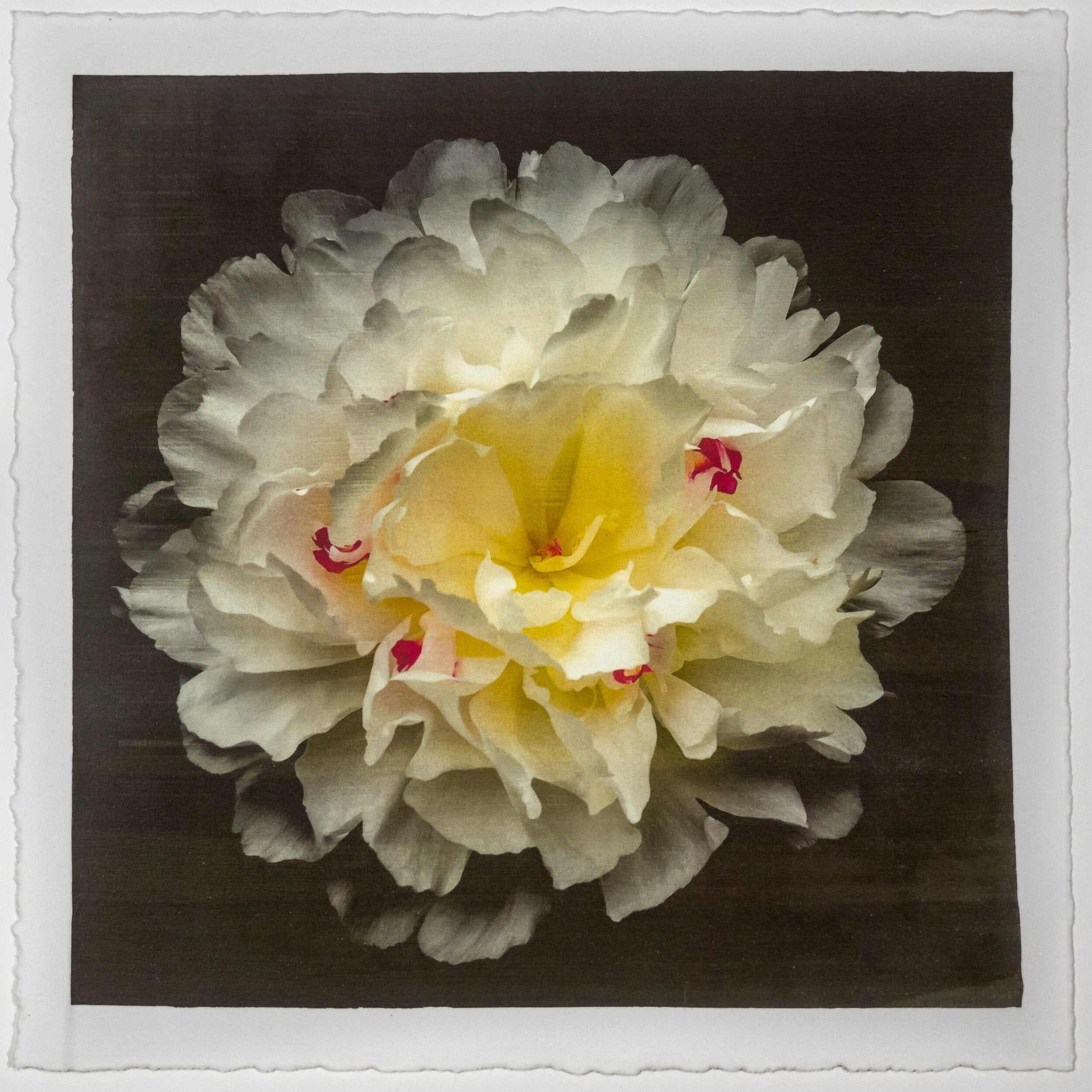 Fine Art White Peony Emulsion print with gold iridescence on cotton paper - jamie buzil photography