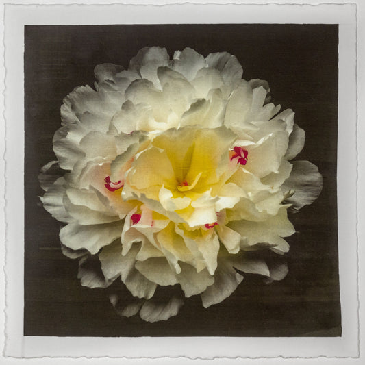 Fine Art White Peony Emulsion print with gold iridescence on cotton paper - jamie buzil photography