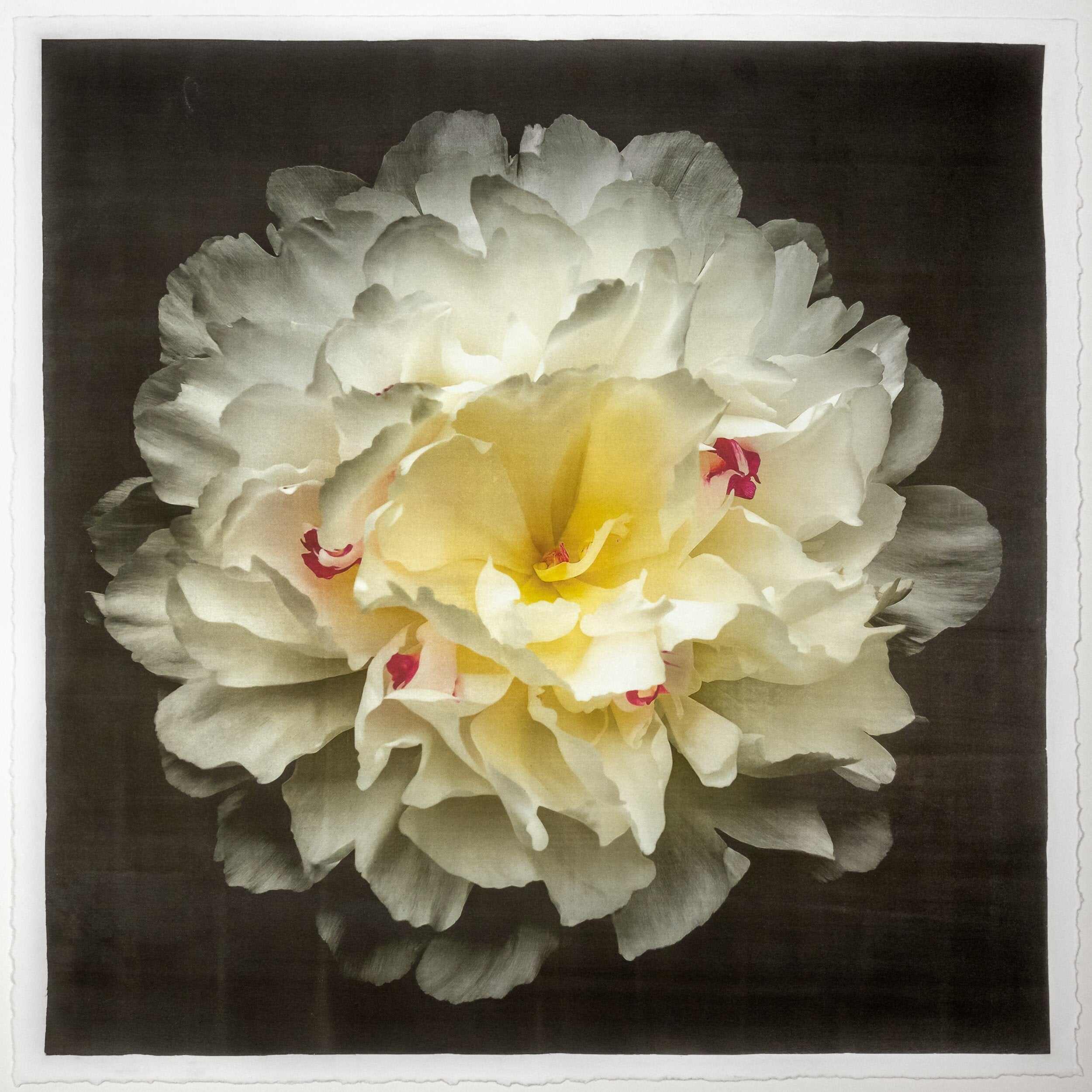 Fine Art White Peony Emulsion print with gold iridescence on cotton paper - jamie buzil photography