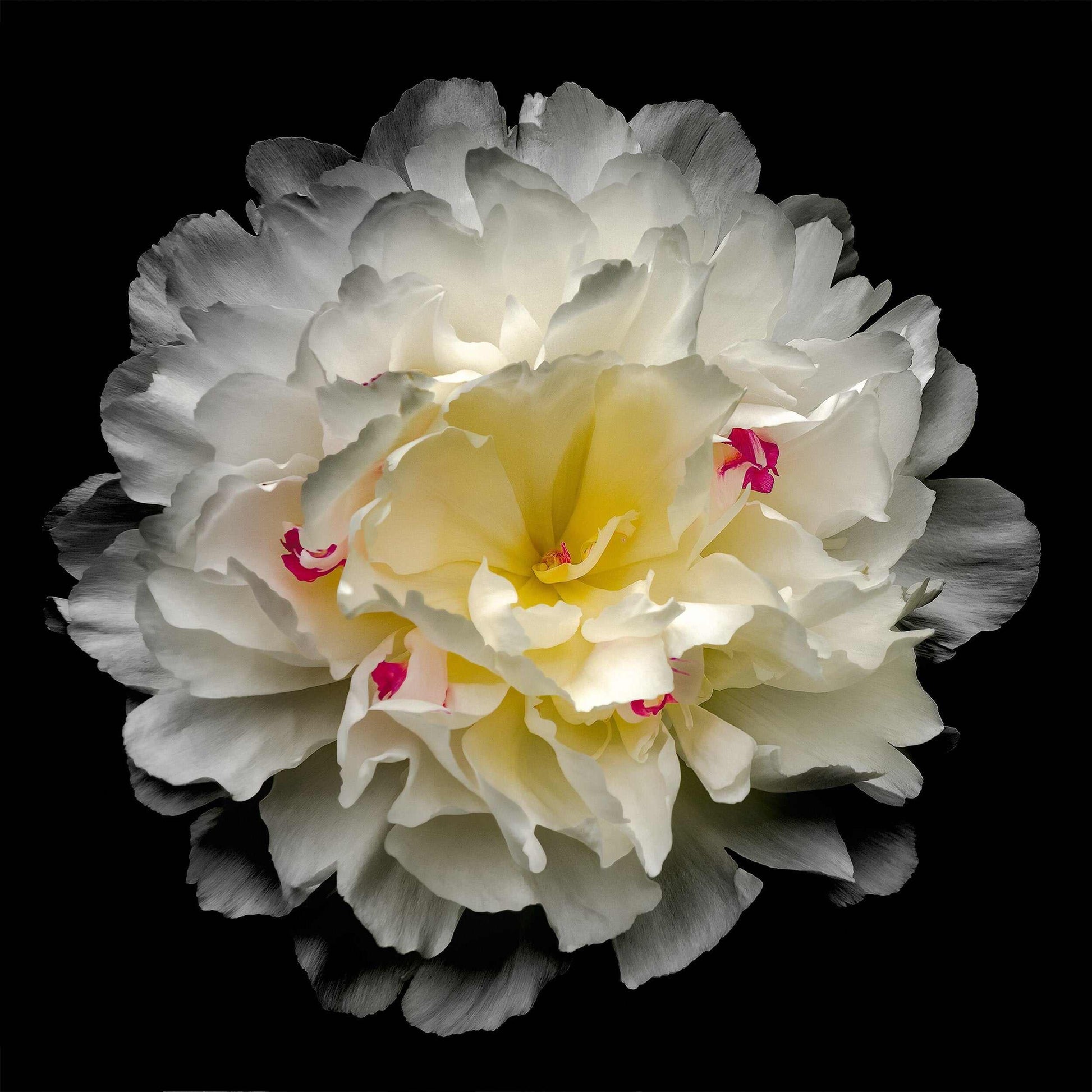 Fine art white peony museum quality giclee print jamie buzil photography