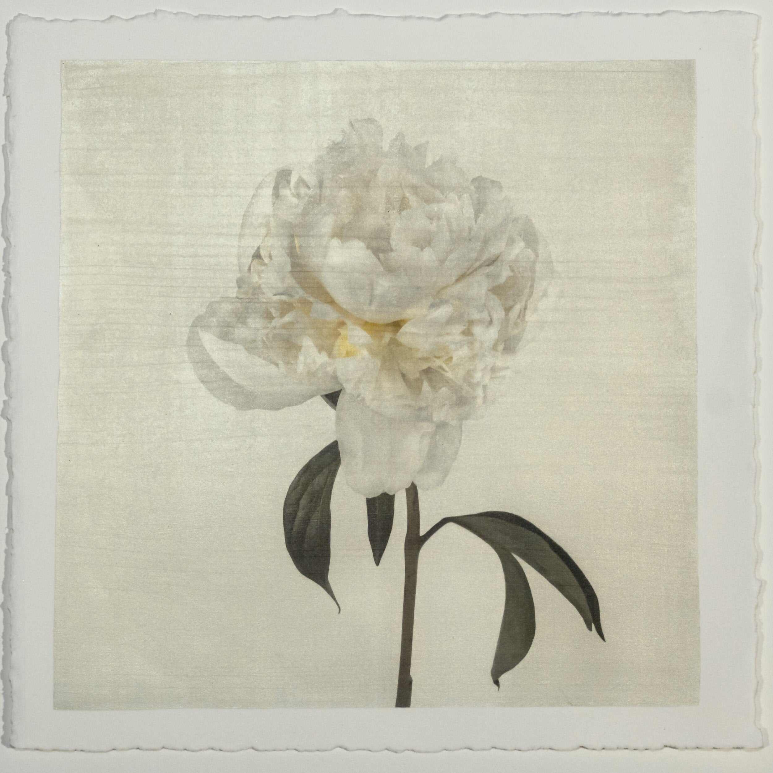Fine art white peony emulsion print - jamie buzil 