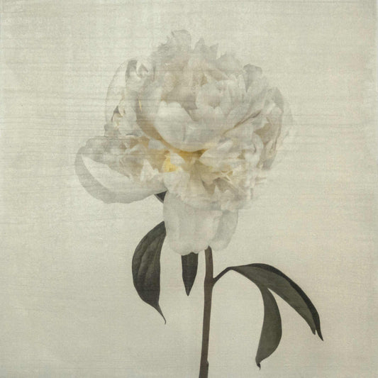 Fine art white peony emulsion print - jamie buzil 