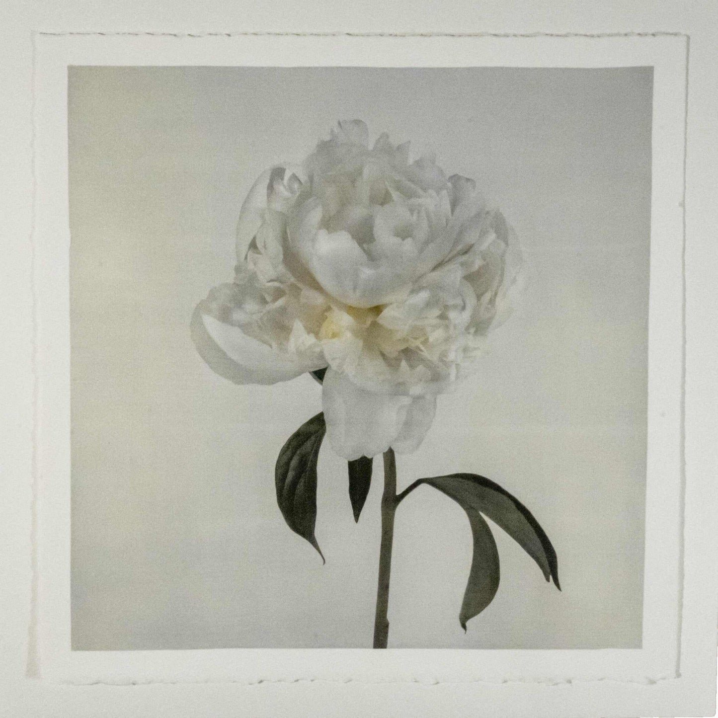 Fine art white peony emulsion print - jamie buzil 