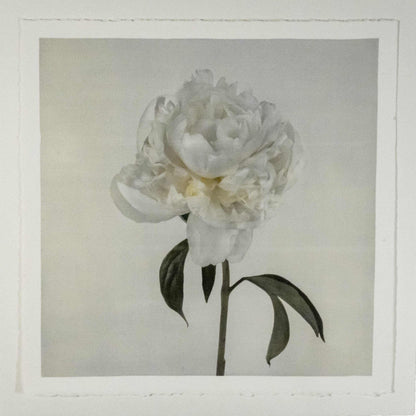 Fine art white peony emulsion print - jamie buzil 