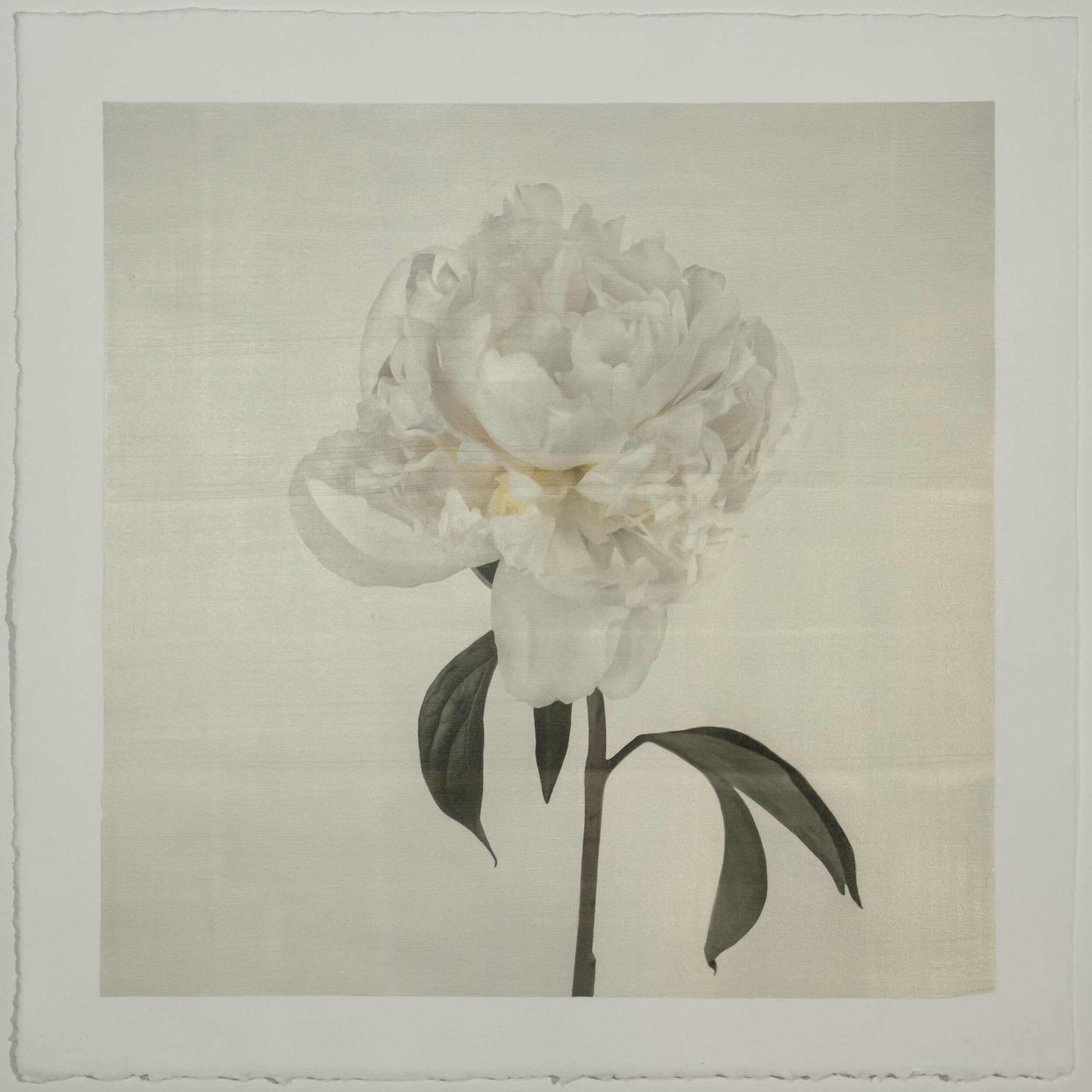 Fine art white peony emulsion print - jamie buzil 