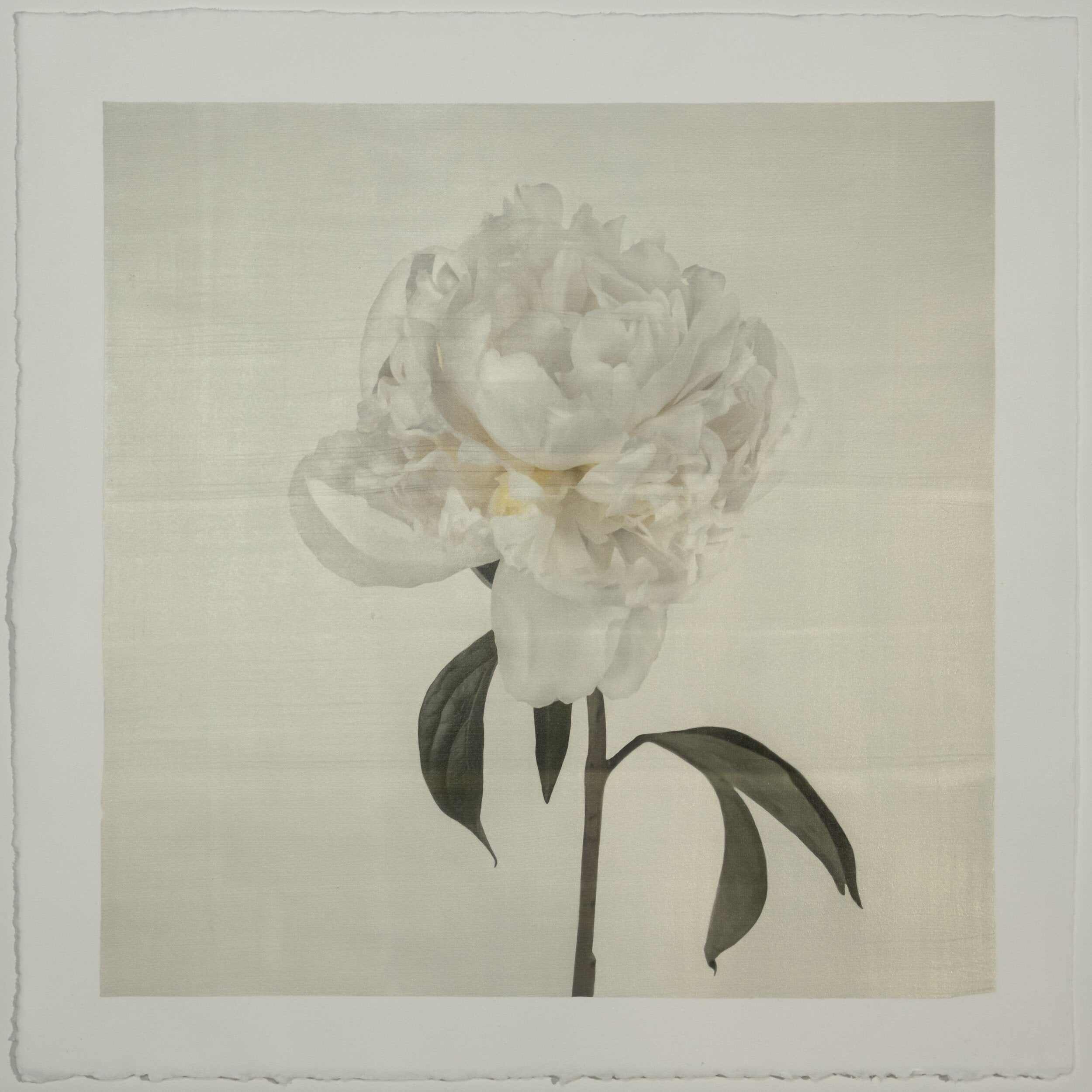 Fine art white peony emulsion print - jamie buzil 