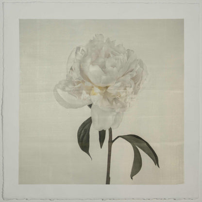Fine art white peony emulsion print - jamie buzil 