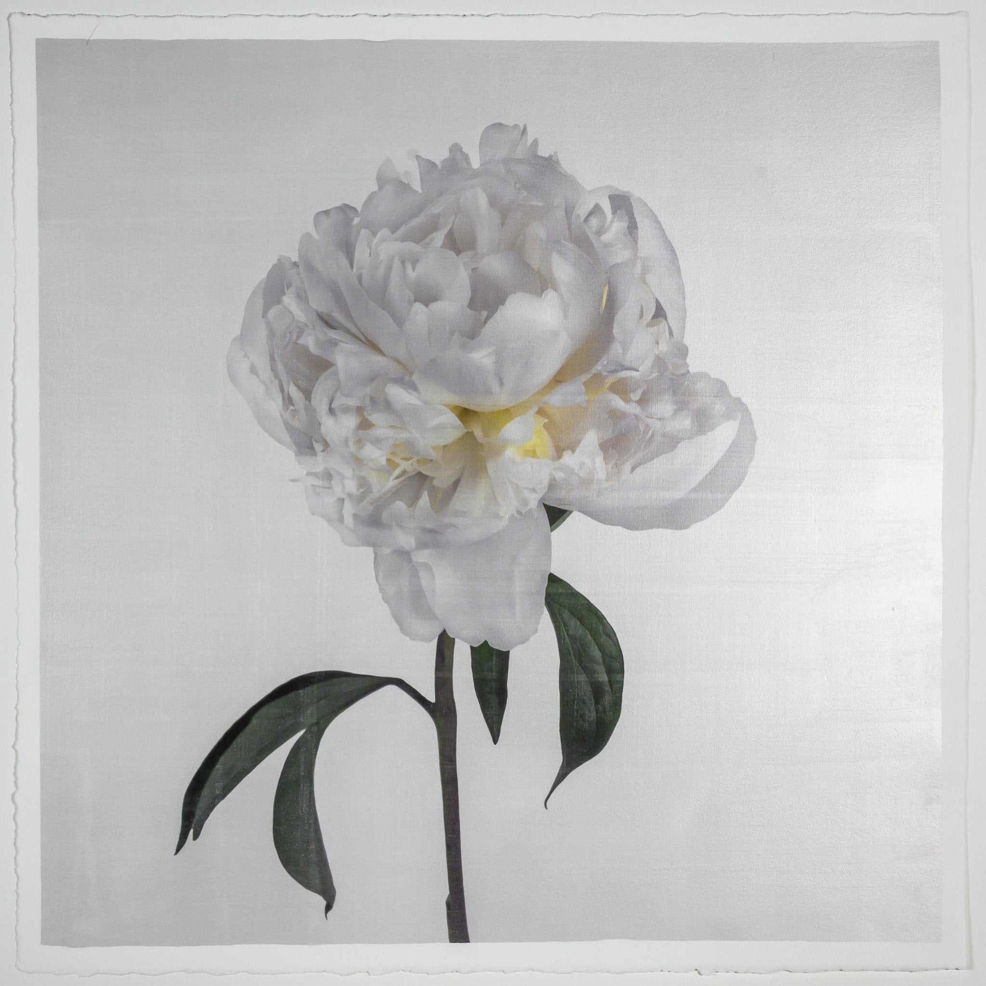 Fine art white peony emulsion print - jamie buzil 