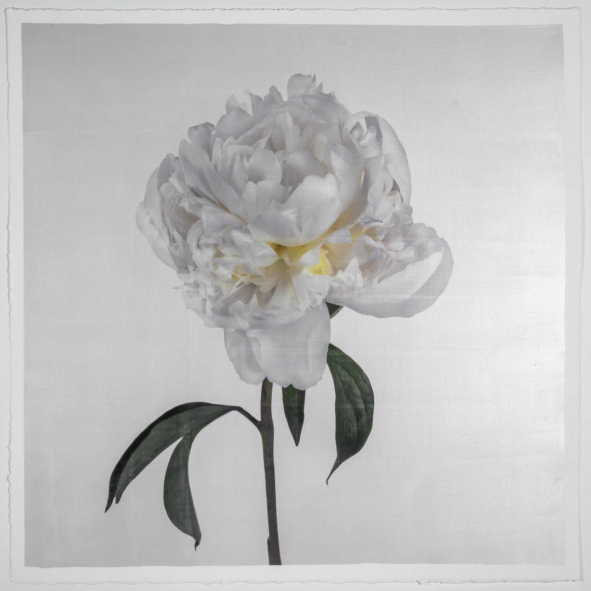 Fine art white peony emulsion print - jamie buzil 