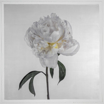 Fine art white peony emulsion print - jamie buzil 