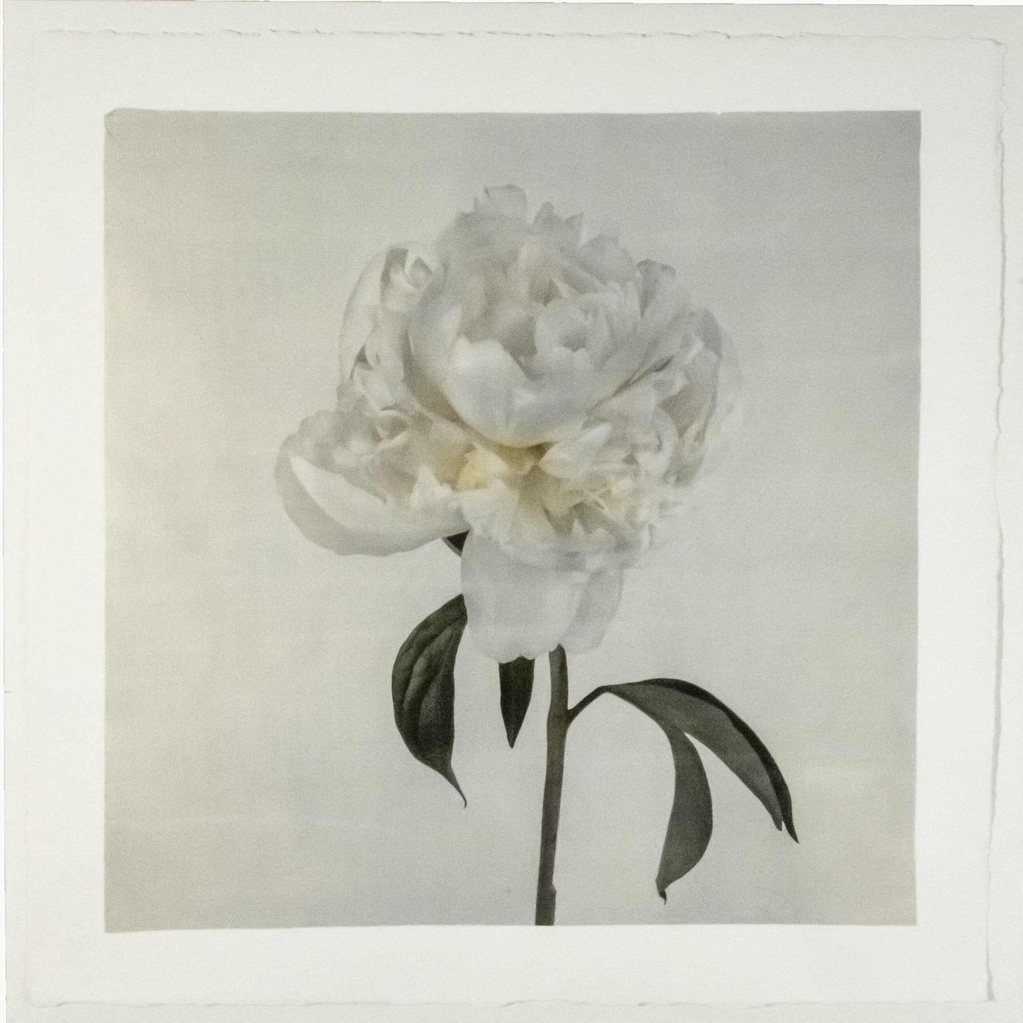 Fine art white peony emulsion print - jamie buzil 