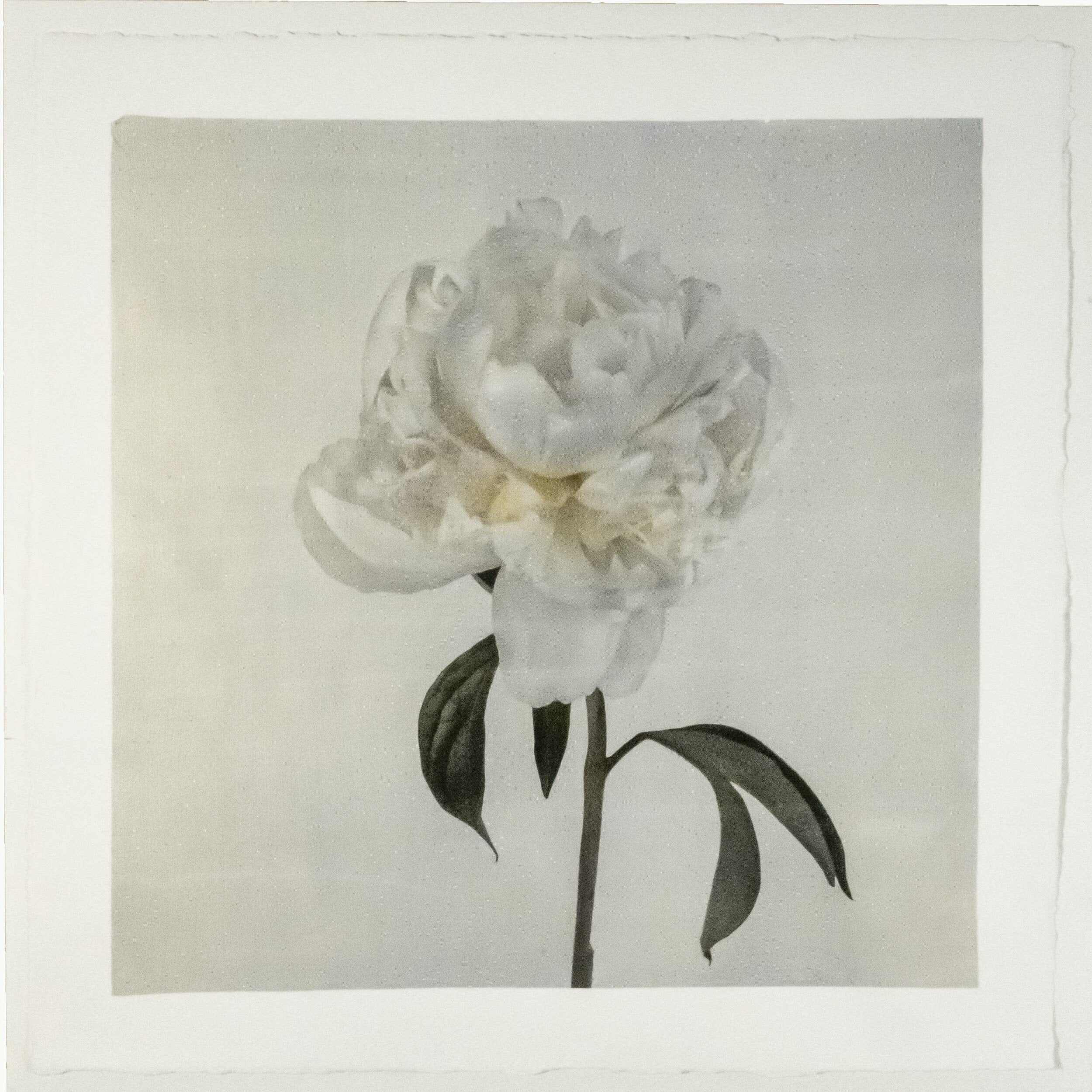 Fine art white peony emulsion print - jamie buzil 