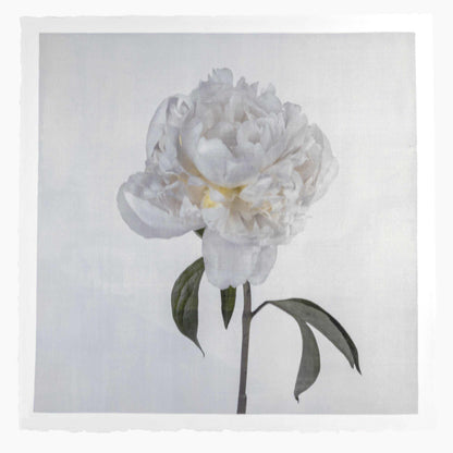 Fine art white peony emulsion print - jamie buzil 