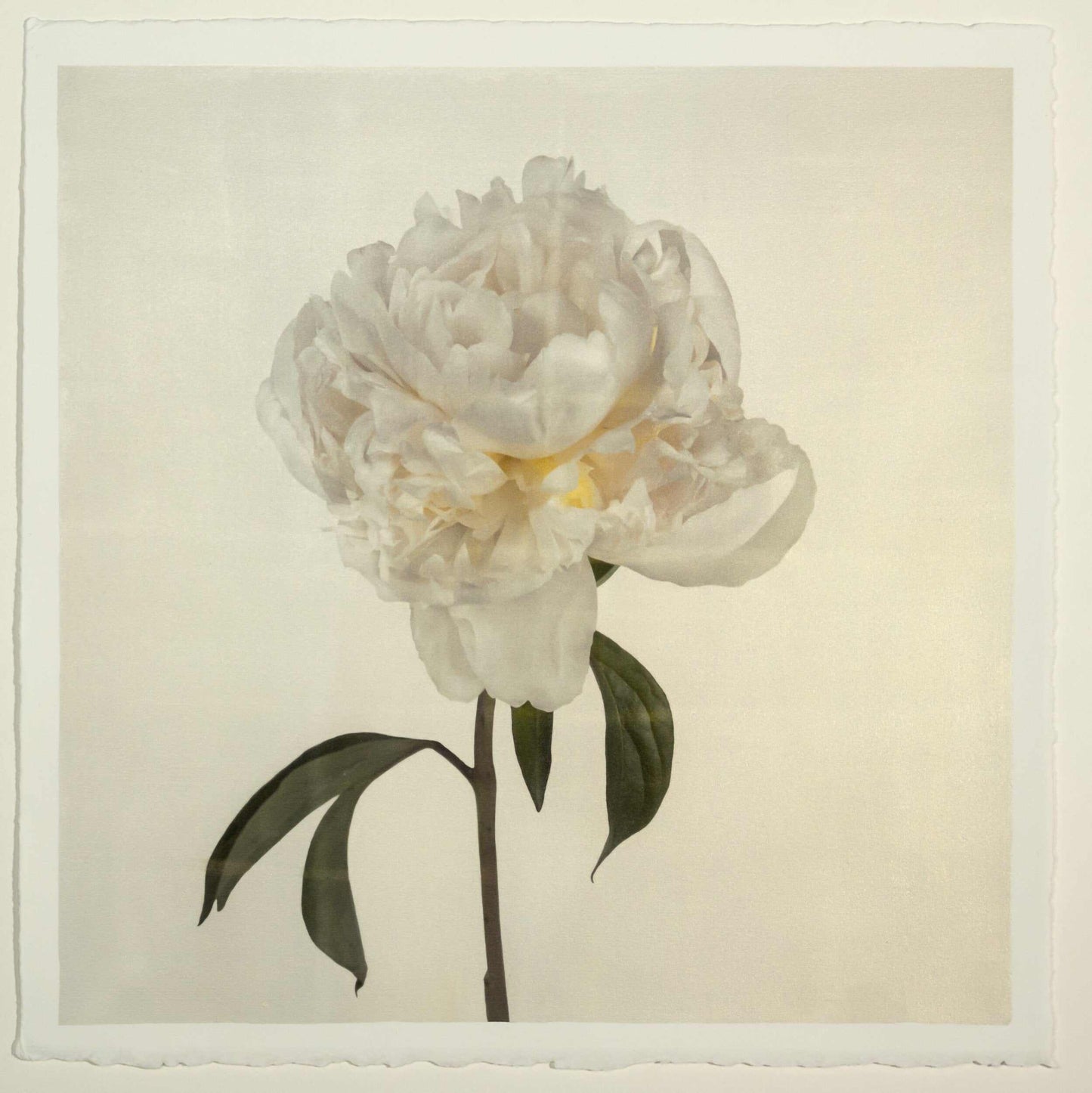 Fine art white peony emulsion print - jamie buzil 