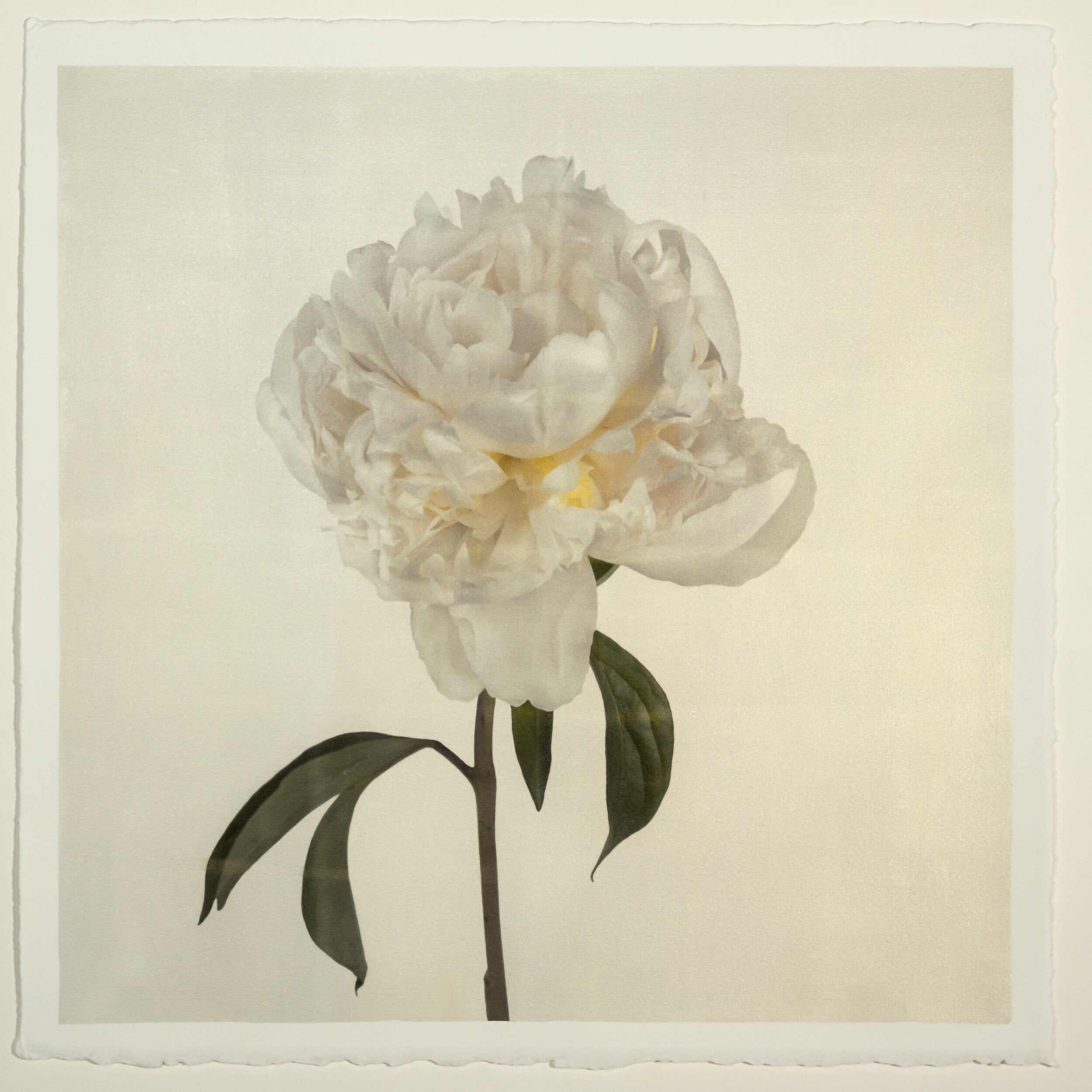 Fine art white peony emulsion print - jamie buzil 